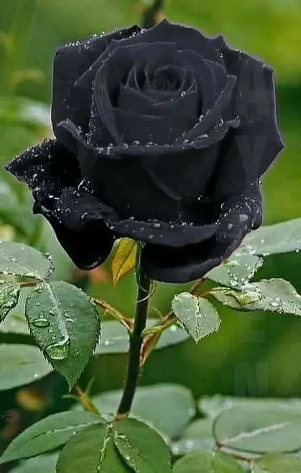Grafted_Rose_Plant