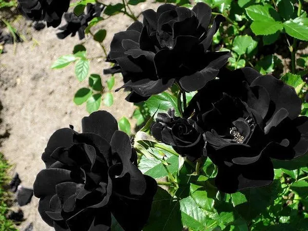 Grafted_Rose_Plant