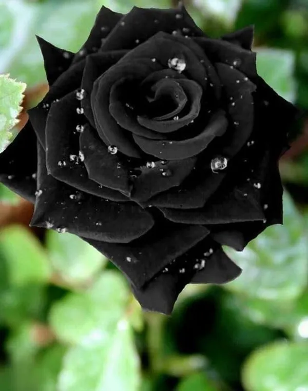 Grafted_Rose_Plant
