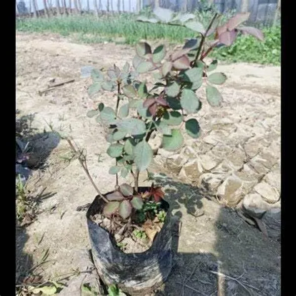 Grafted_Rose_Plant