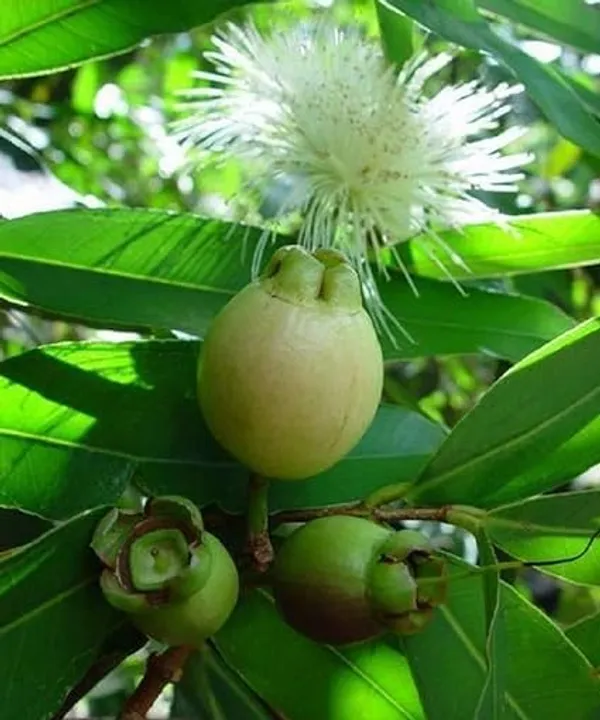 Rose_Apple_Plant