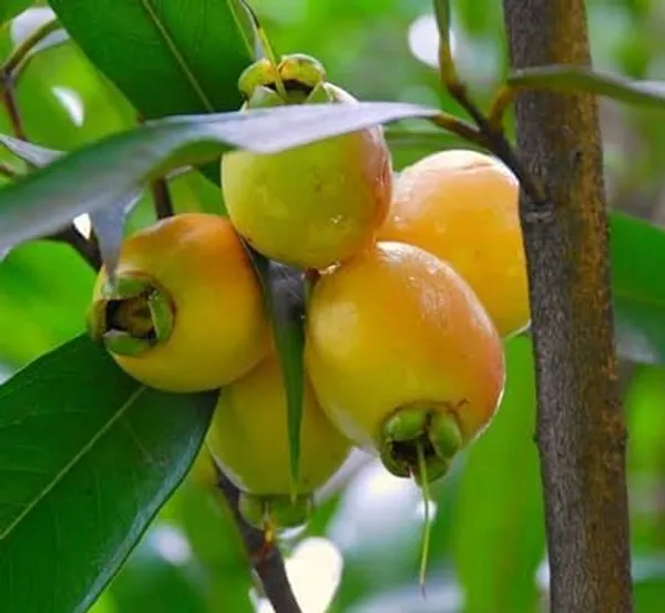 Rose_Apple_Plant