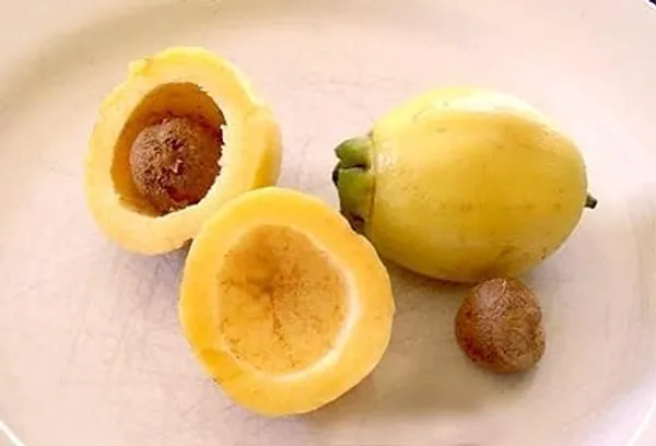 Rose_Apple_Plant