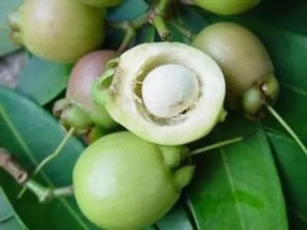 Rose_Apple_Plant