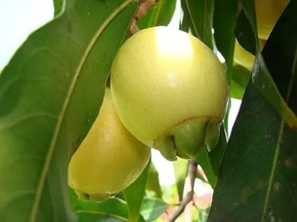Rose_Apple_Plant