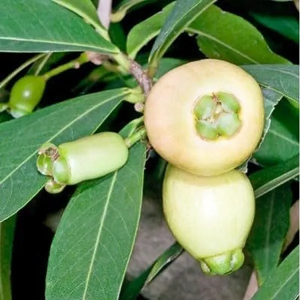 Rose_Apple_Plant