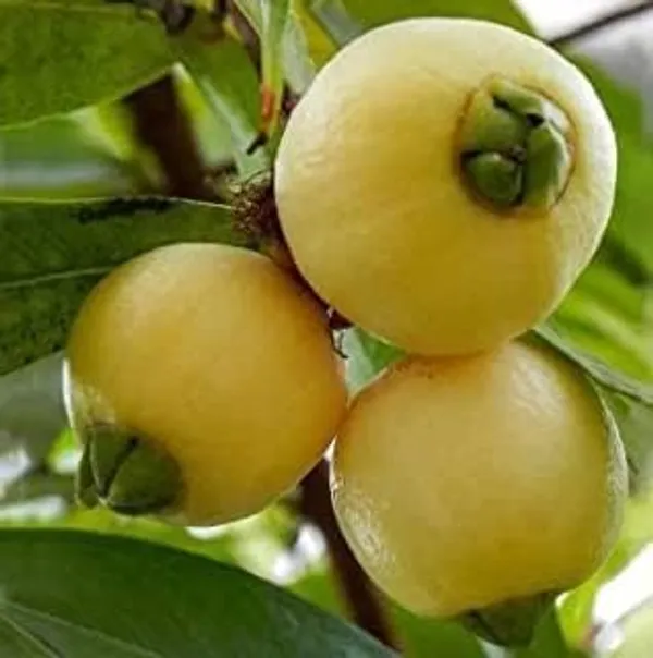 Rose_Apple_Plant
