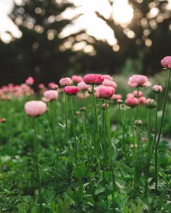 Lisianthus_Plant_Seeds