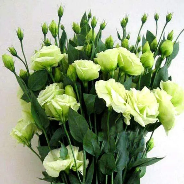 Lisianthus_Plant_Seeds