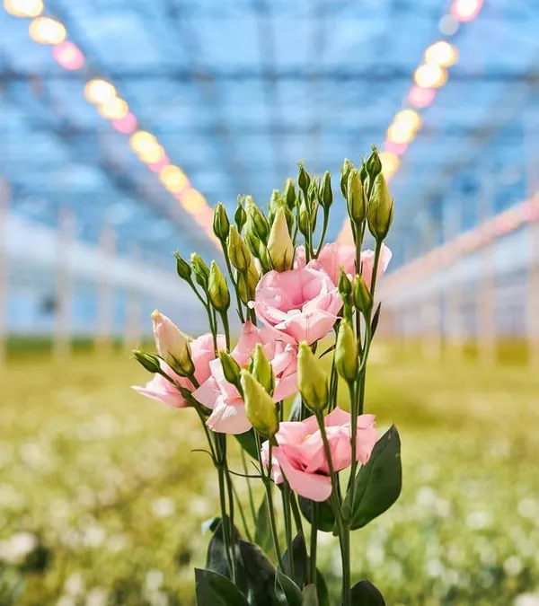 Lisianthus_Plant_Seeds