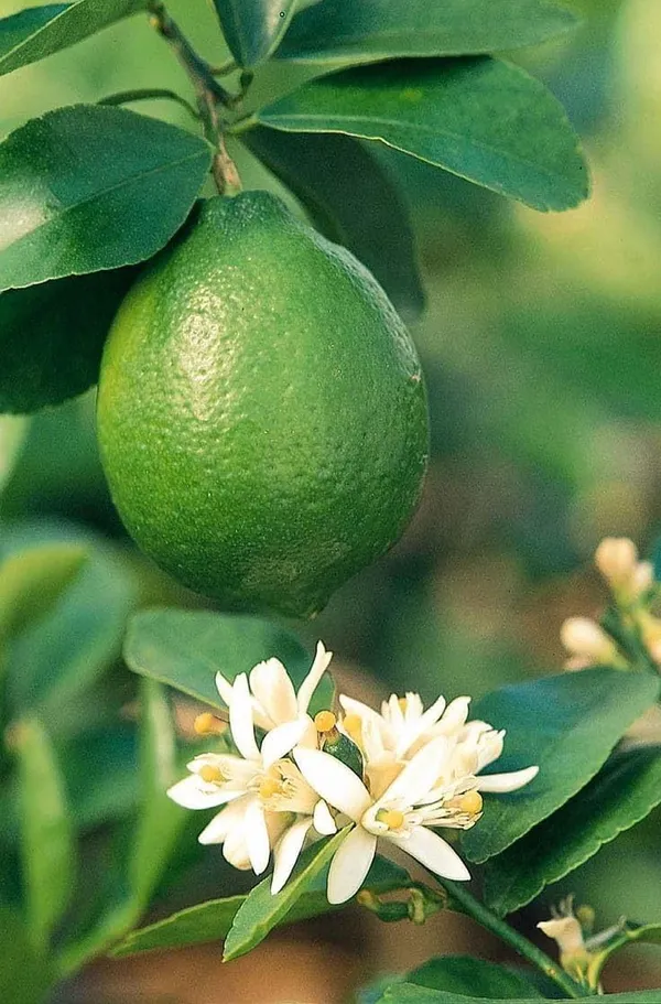 Thai_Lemon_Plant