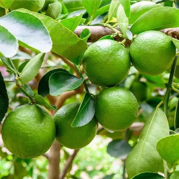 Thai_Lemon_Plant