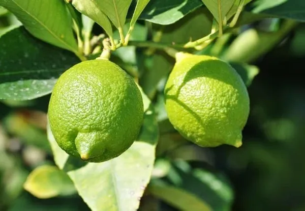 Thai_Lemon_Plant