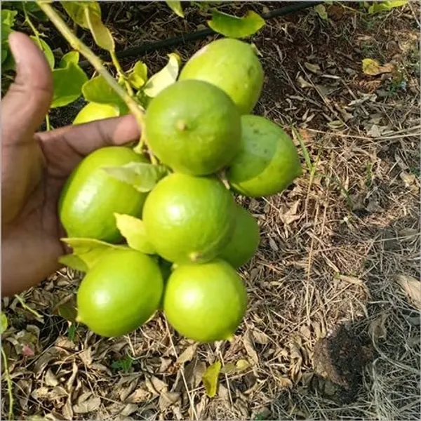 Thai_Lemon_Plant