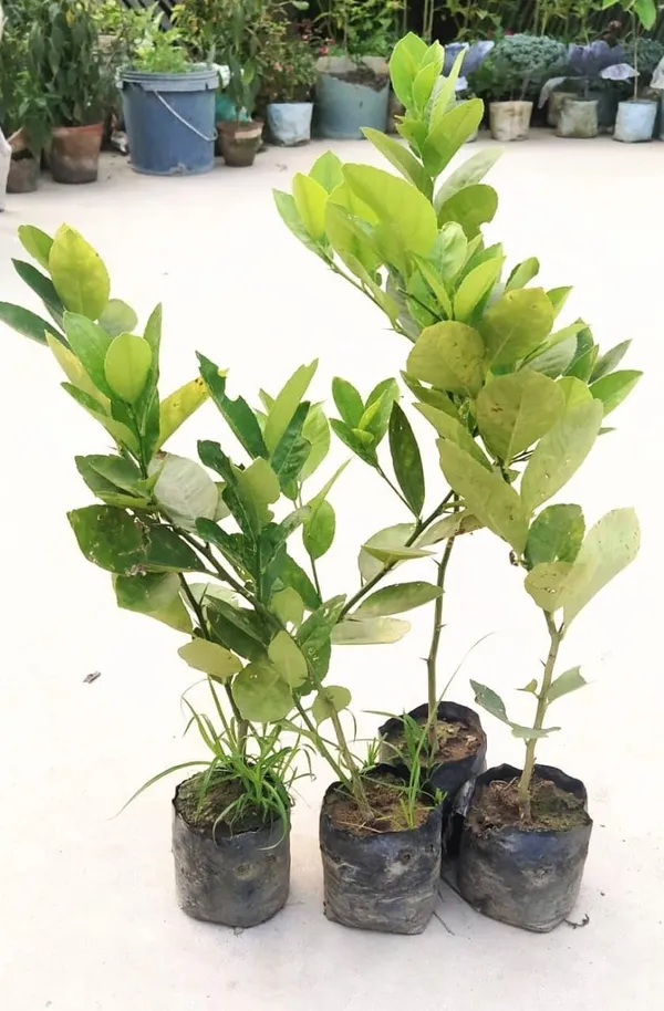 Thai_Lemon_Plant