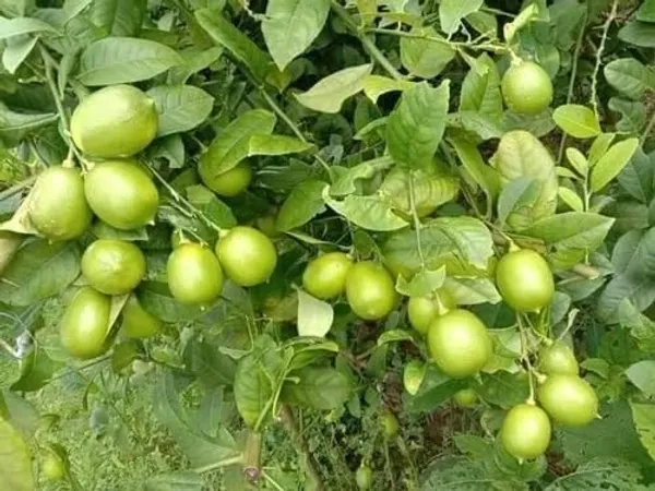 Thai_Lemon_Plant