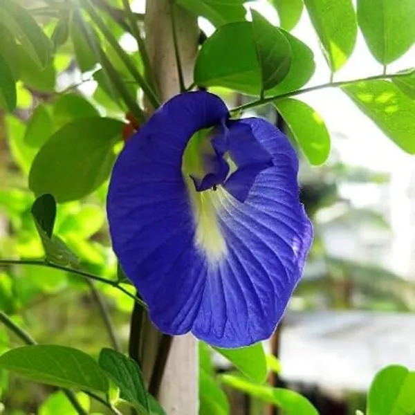 Butterfly_Pea_Plant
