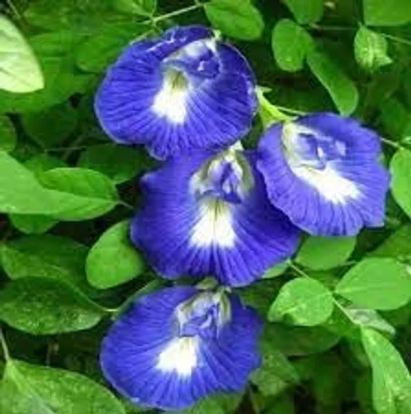 Butterfly_Pea_Plant