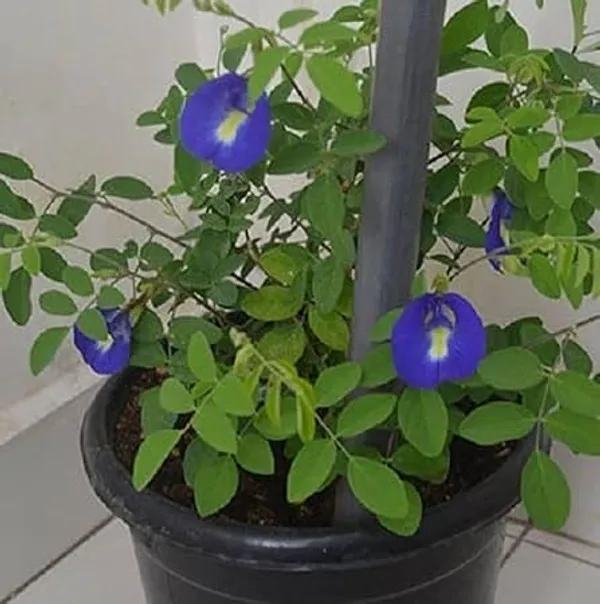 Butterfly_Pea_Plant