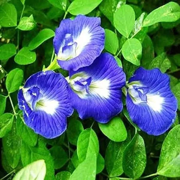 Butterfly_Pea_Plant