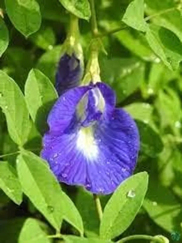Butterfly_Pea_Plant