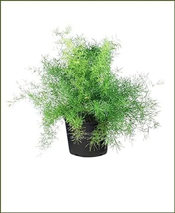Shatavari_Plant
