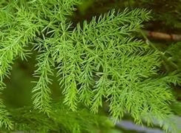 Shatavari_Plant