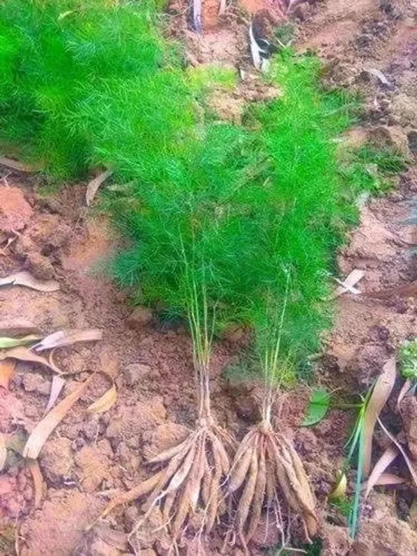 Shatavari_Plant
