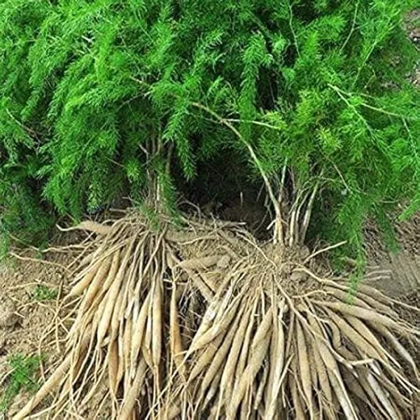 Shatavari_Plant