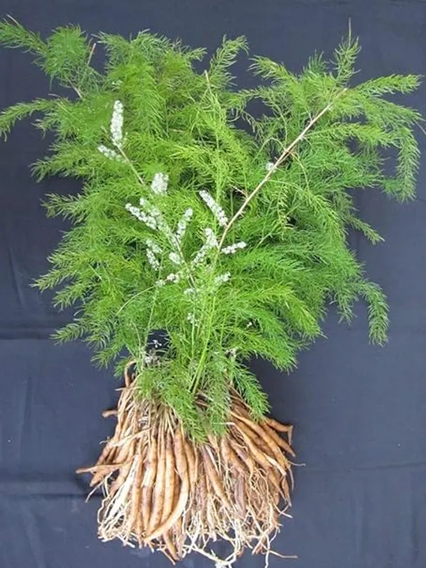 Shatavari_Plant