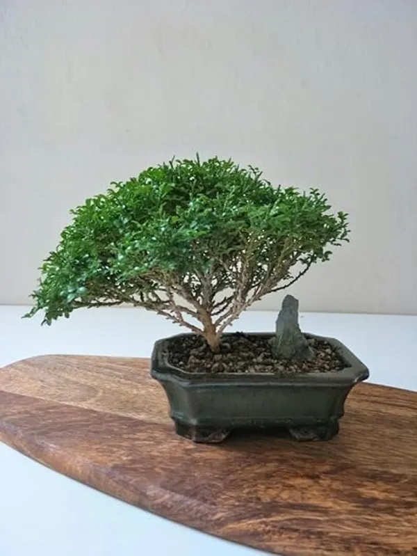 Ficus_Bonsai_Plant_In_Ceramic_Pot