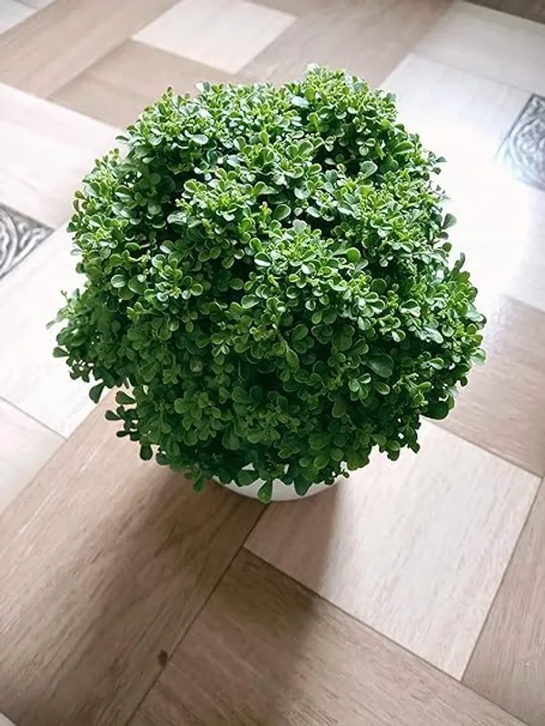 Ficus_Bonsai_Plant_In_Ceramic_Pot