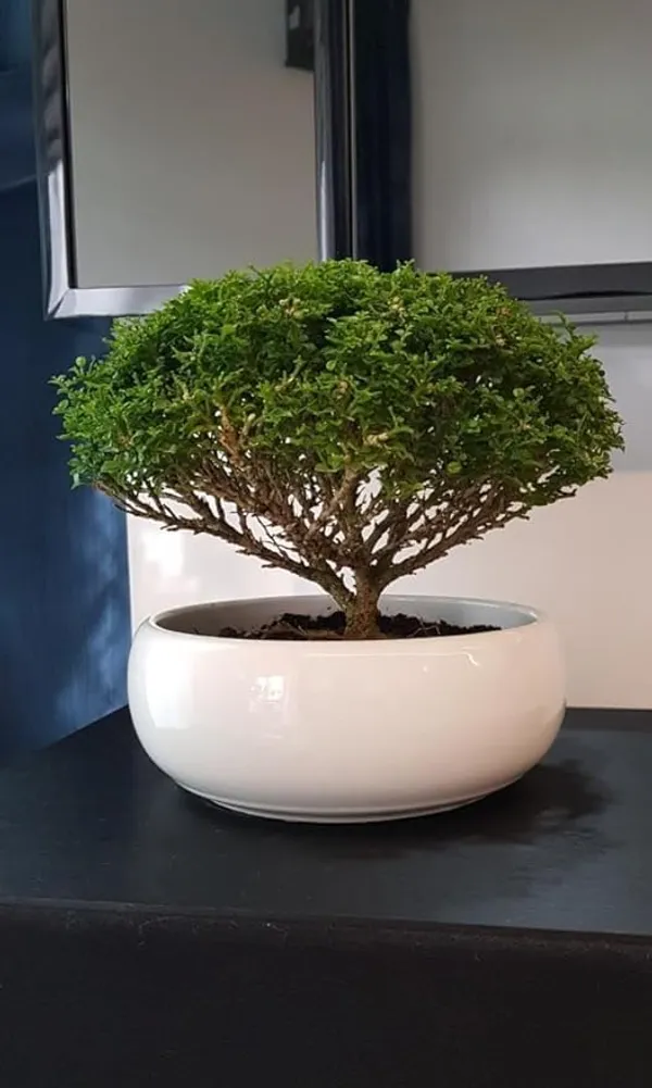 Ficus_Bonsai_Plant_In_Ceramic_Pot