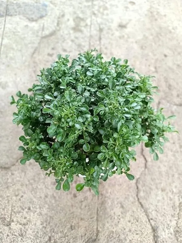 Ficus_Bonsai_Plant_In_Ceramic_Pot
