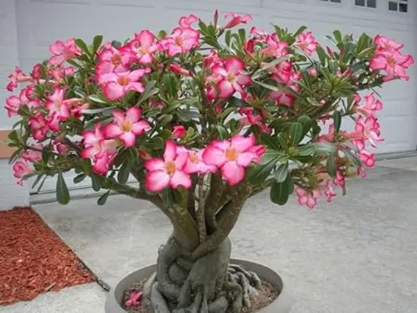 Desert_Adenium_Bonsai_Plant