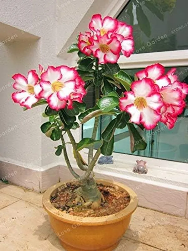 Desert_Adenium_Bonsai_Plant