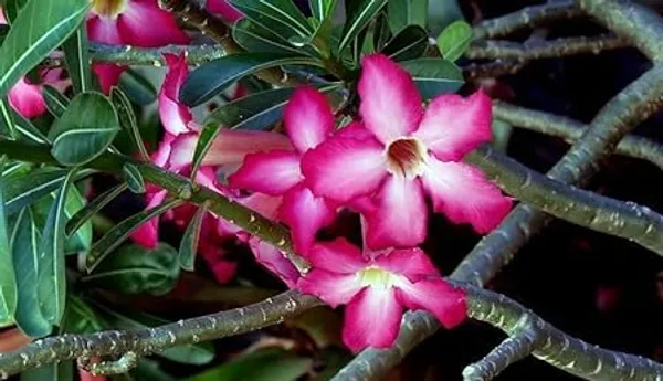 Desert_Adenium_Bonsai_Plant
