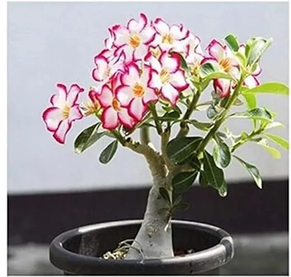 Desert_Adenium_Bonsai_Plant