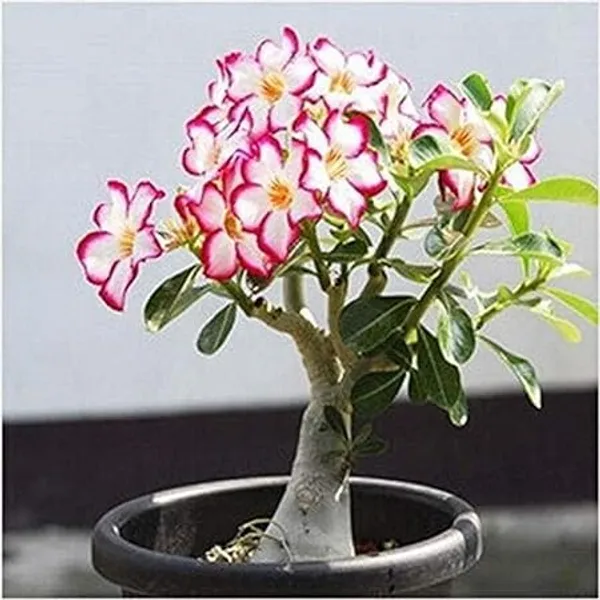 Desert_Adenium_Bonsai_Plant
