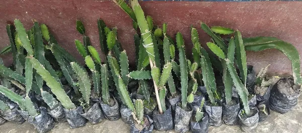 Dragon_Fruit_Plant