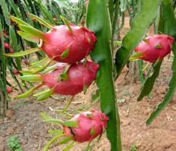 Dragon_Fruit_Plant