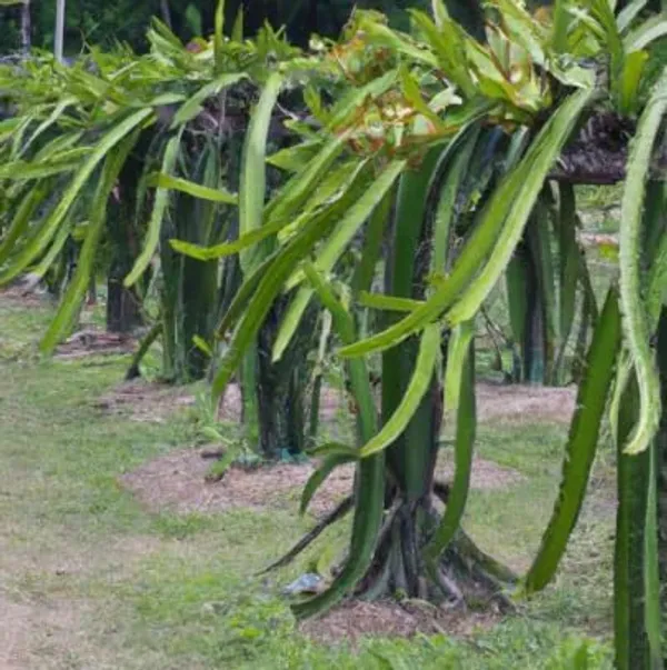 Dragon_Fruit_Plant