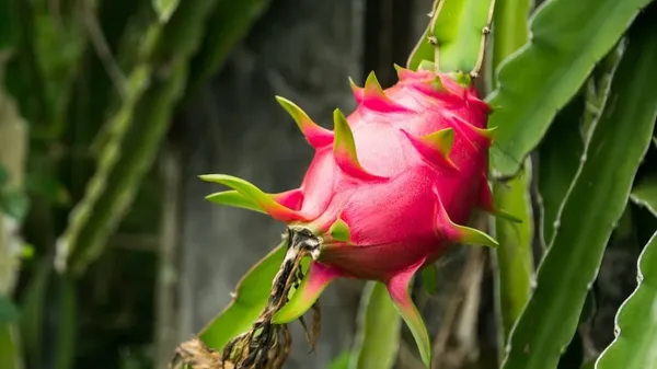 Dragon_Fruit_Plant
