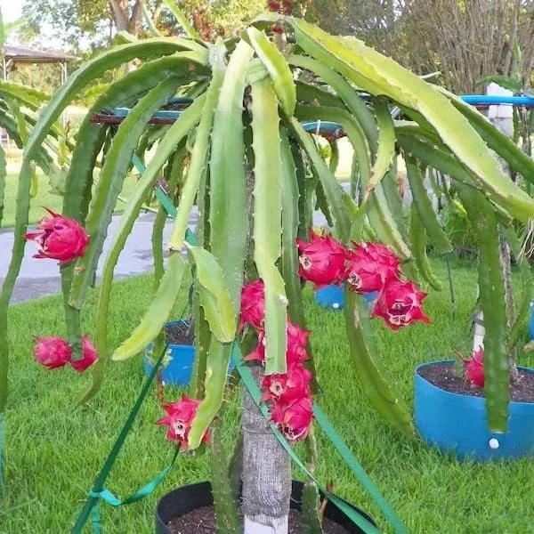 Dragon_Fruit_Plant