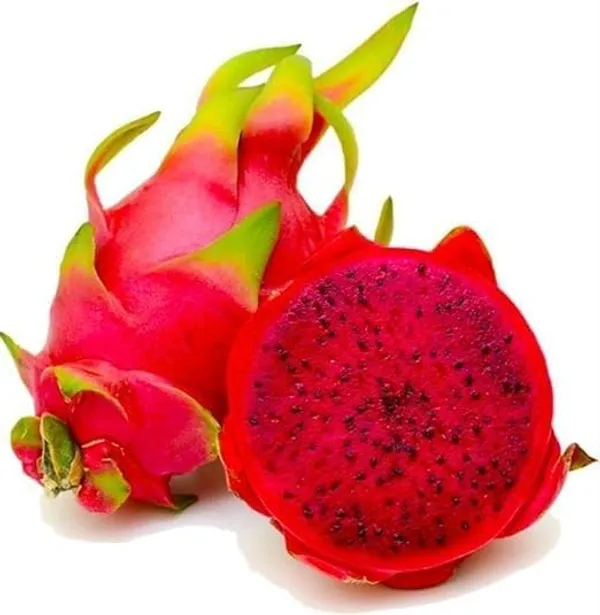Dragon_Fruit_Plant