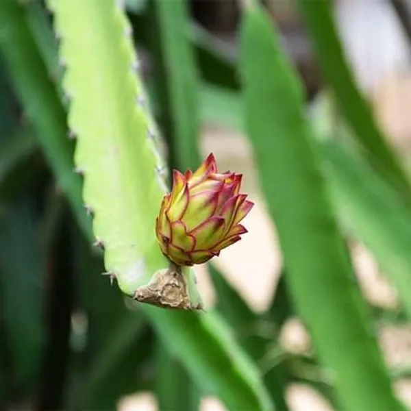 Dragon_Fruit_Plant