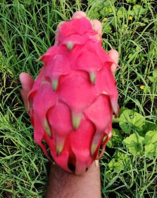 Dragon_Fruit_Plant