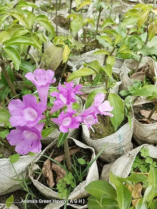 Garlic_Vine_Plant