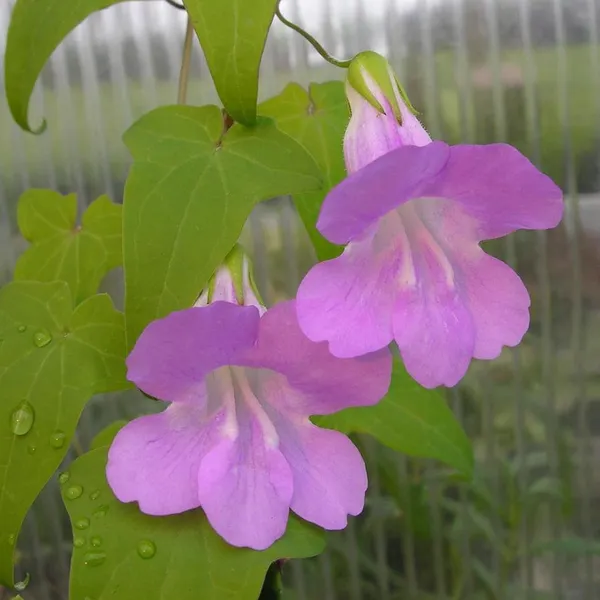 Garlic_Vine_Plant