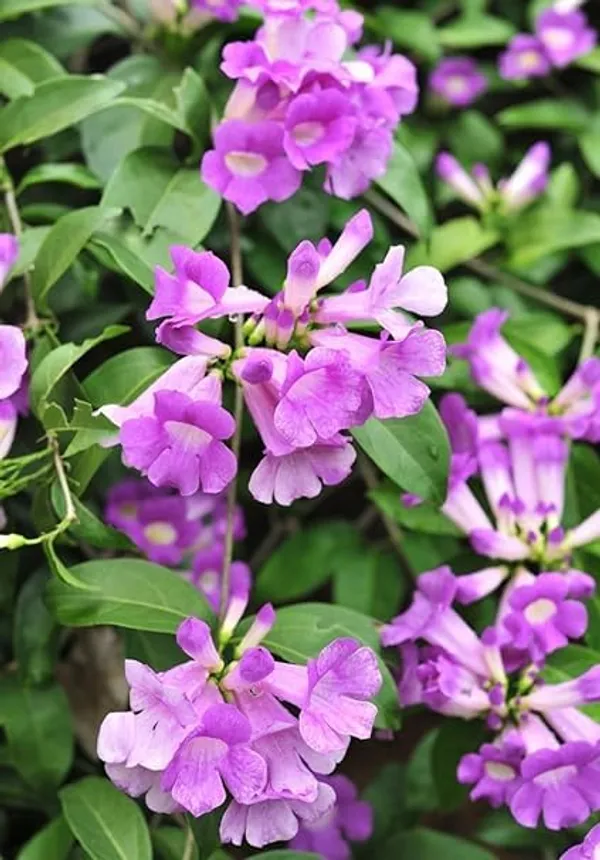 Garlic_Vine_Plant